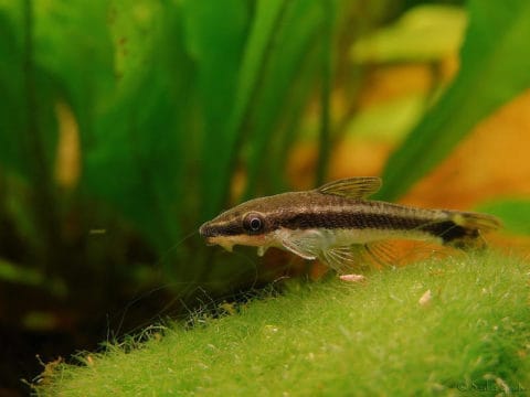 すべてのカタログ 壮大 オトシンクルス 動か ない