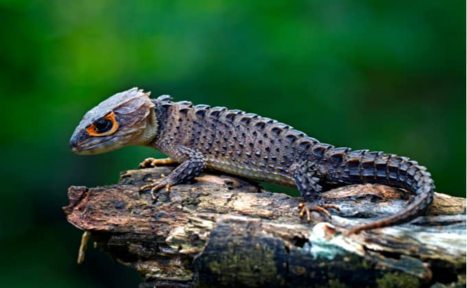 かっこいい爬虫類 アカメカブトトカゲの特徴と飼育方法 値段や繁殖方法 水場を準備しよう Woriver