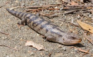 ペットで人気のトカゲの14種類|値段や寿命、飼育方法は? - WORIVER