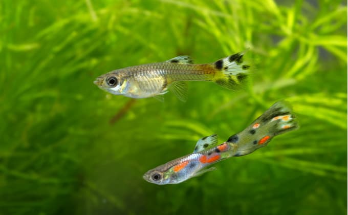 メダカの混泳 一緒に飼える淡水魚や熱帯魚 エビは Woriver