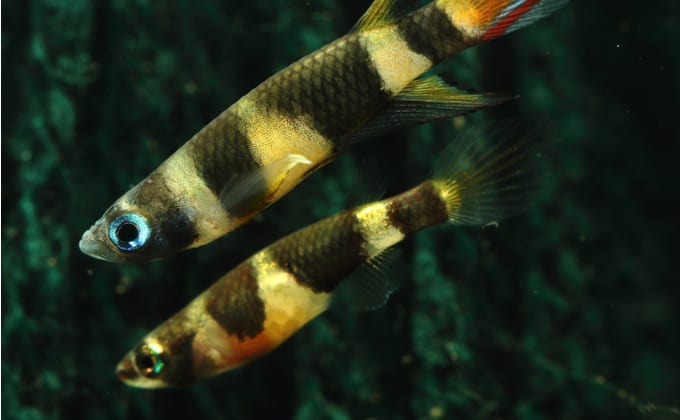 スマトラはどんな熱帯魚？種類や混泳相性、飼育方法を紹介 - Woriver