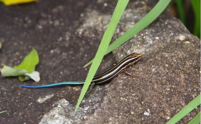 ヤモリとイモリ カナヘビ トカゲの違いは 特徴や見分け方を紹介します Woriver