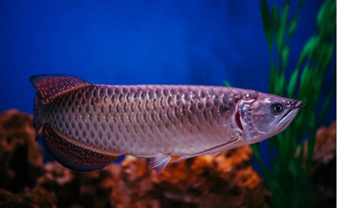 熱帯魚 アロワナ ノーザンバラムンディ - 島根県のその他