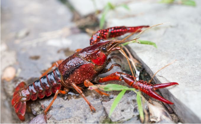 ザリガニの飼育方法 混泳や水槽レイアウト 成長速度は Woriver