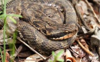 日本にいるヘビの10種類｜柄や生息地、見分け方は？ - WORIVER