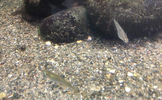 金魚の混泳相性まとめ 一緒に飼える生き物や熱帯魚は Woriver