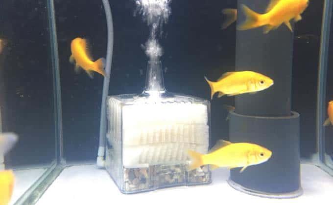 金魚の繁殖
