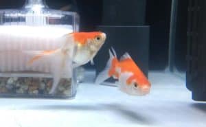 東錦の種類と飼育方法|選び方や難易度、餌、寿命は? - WORIVER