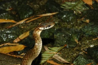 日本にいるヘビの10種類｜柄や生息地、見分け方は？ - WORIVER