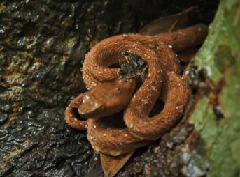 小さな蛇 ヒバカリの飼育方法 毒性や餌 生息地は Woriver